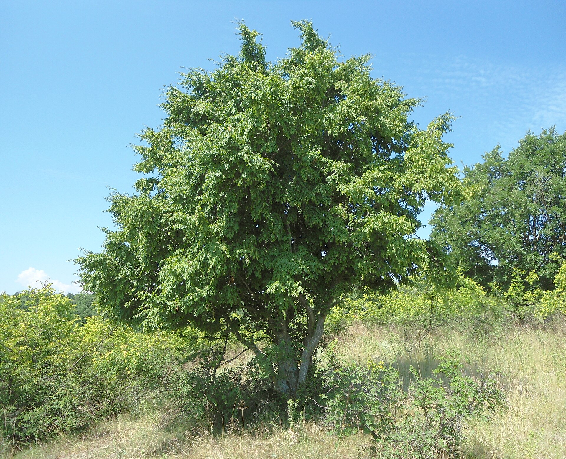Imagem de referência de Carpinus, descrito nos dados abertos como género de plantas