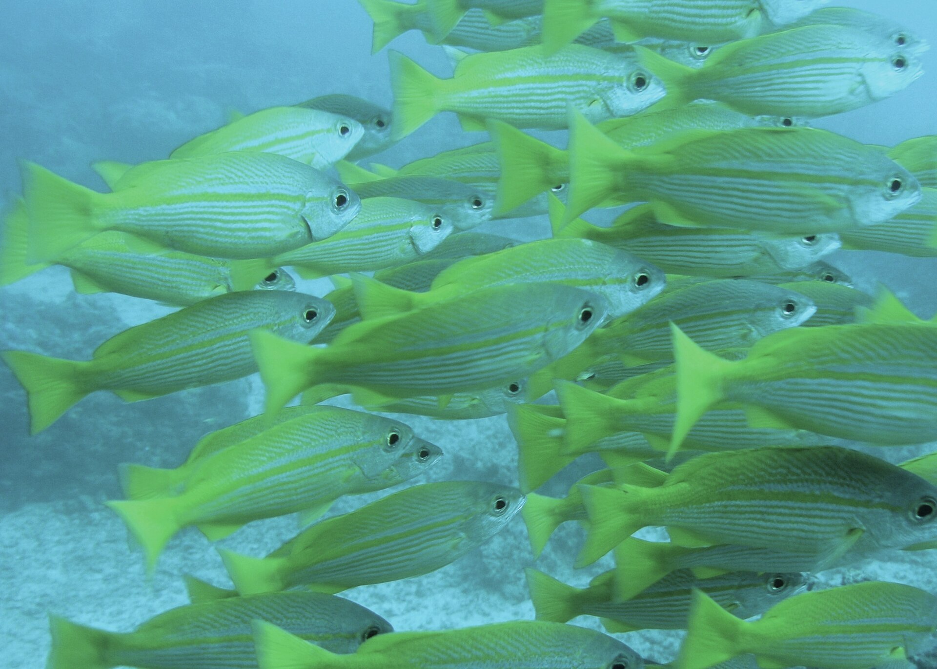 Imagem de referência de Lutjanus, descrito nos dados abertos como género de peixes