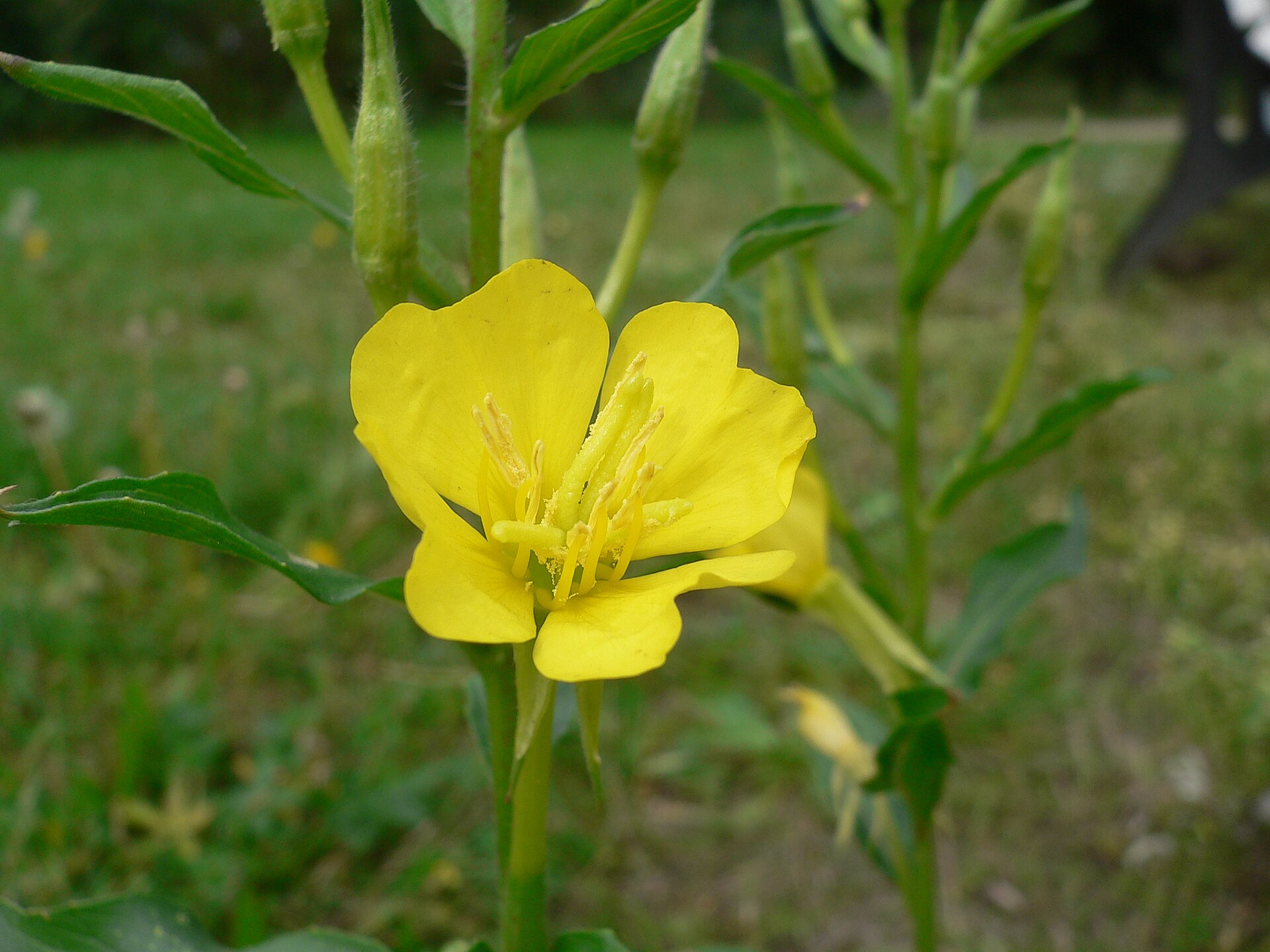 Imagem de referência de Oenothera biennis, descrito nos dados abertos como espécie de planta