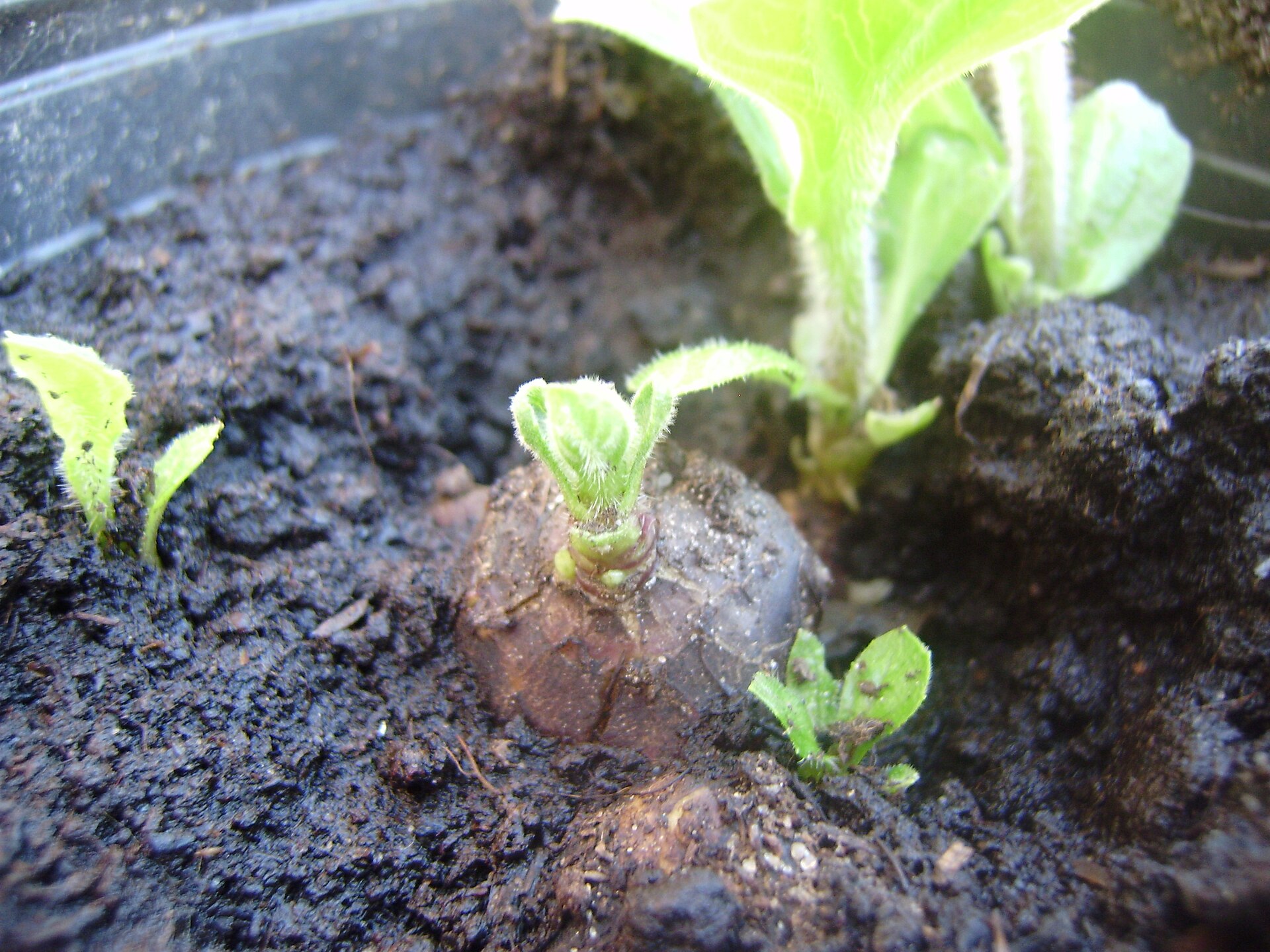 Imagem de referência de Yacon, descrito nos dados abertos como espécie de planta