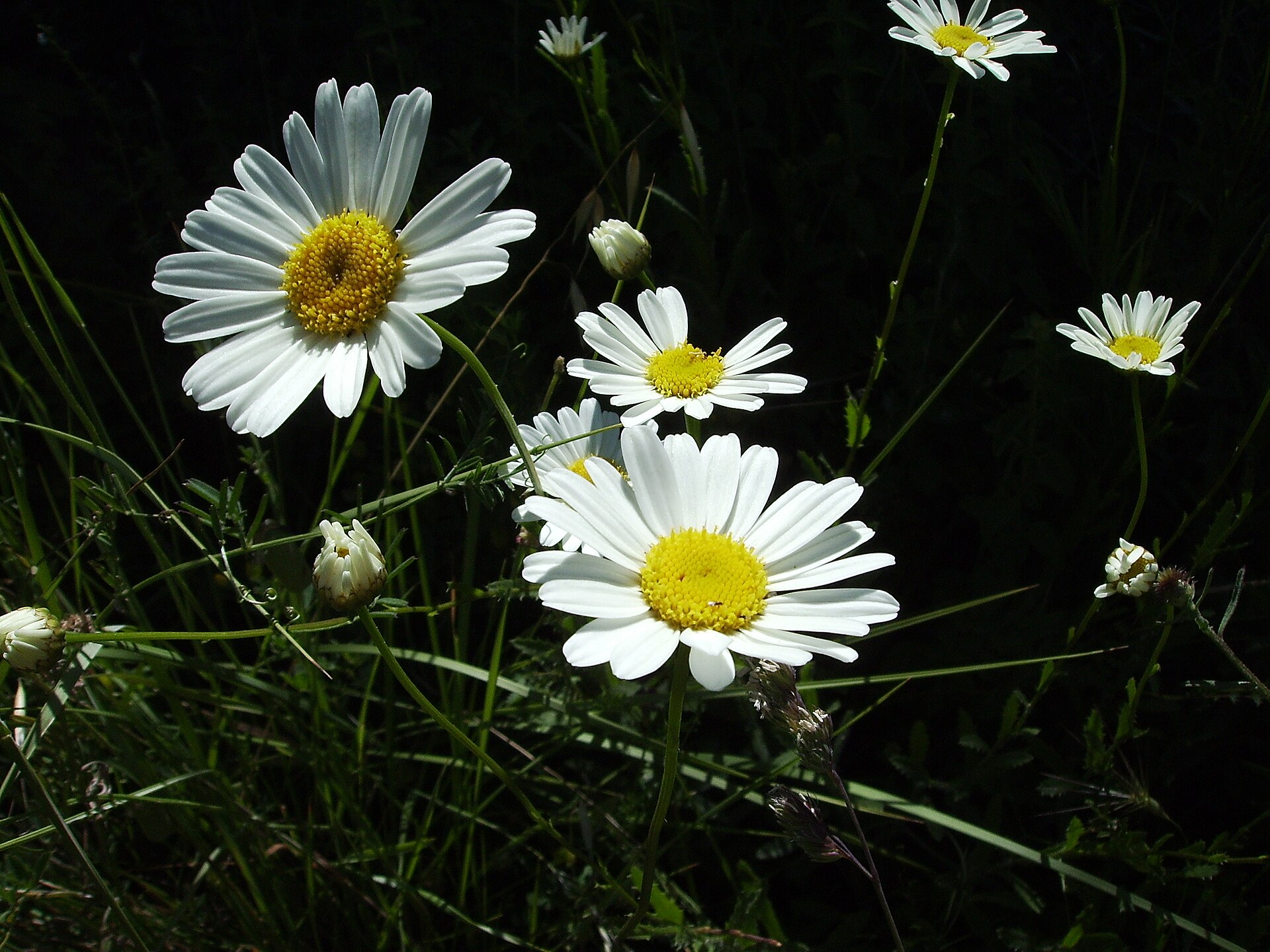 Imagem de referência de Leucanthemum vulgare, descrito nos dados abertos como espécie de planta