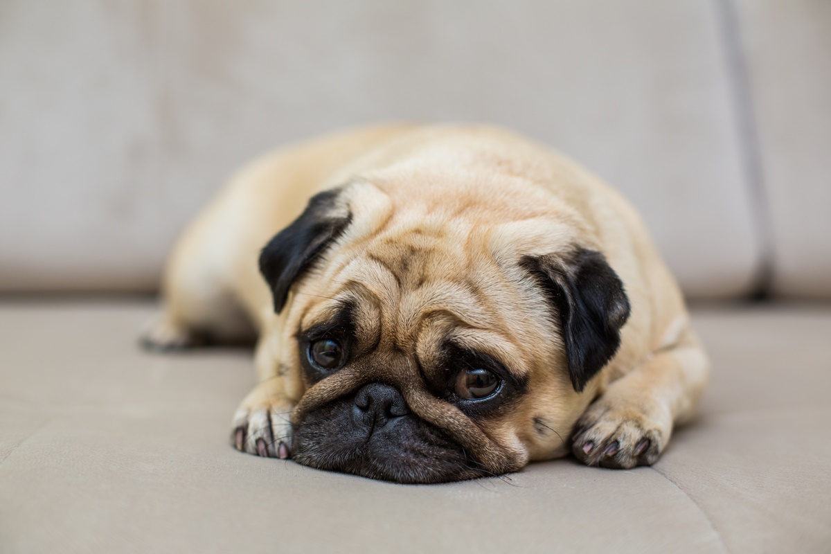 Shih tzu, pug e bulldogs: por que essas raças têm mais risco de dermatites