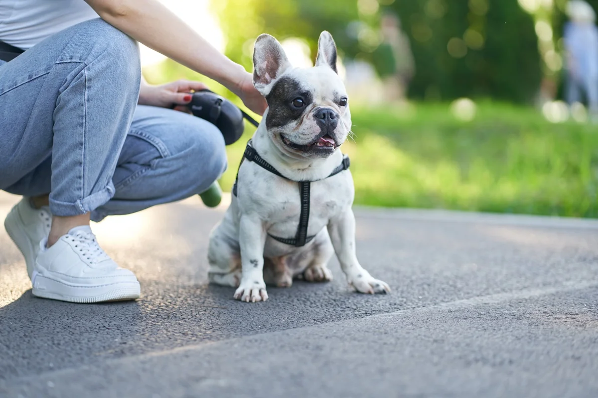 Asfalto quente: como evitar queimaduras nas patas do seu cachorro