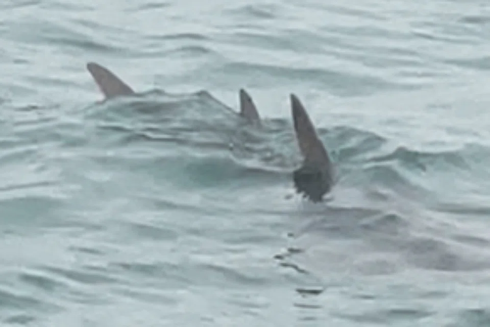 Rare bowmouth guitarfish recorded in Singapore waters after 30-year absence
