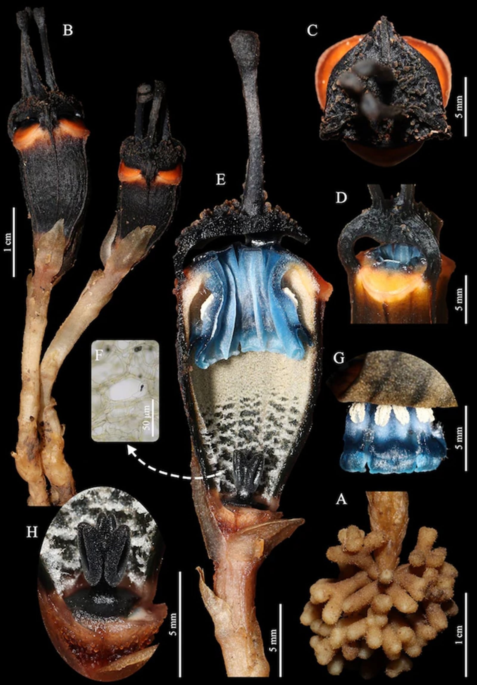 Raízes, flores e estruturas internas de T. daemona Reprodução/PhytoKeys