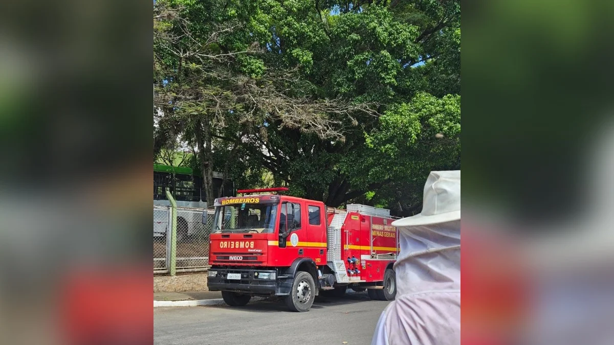 Bombeiros resgatam homem de 73 anos que foi atacado por abelhas em Minas