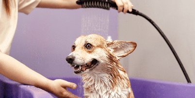 A frequ&ecirc;ncia dos banhos deve acompanhar as necessidades de cada cachorro Foto: AYO Production | Shutterstock / Portal EdiCase