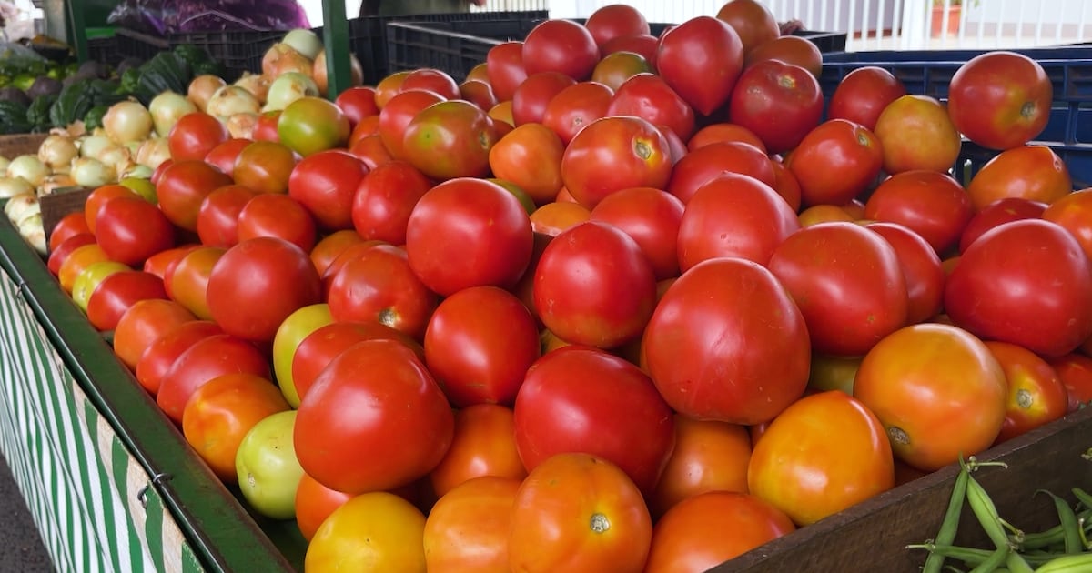 Oferta antecipada faz preço do tomate cair e pressiona rentabilidade de produtores de MG