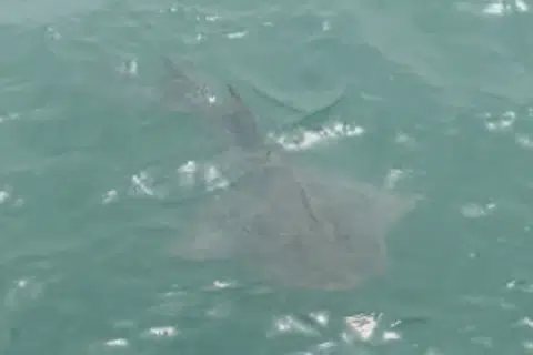 Rare bowmouth guitarfish recorded in Singapore waters after 30-year absence