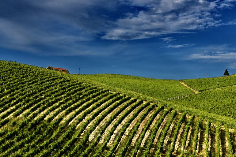 Barbera celebra boa safra, mas acende alerta sobre o futuro do vinho italiano