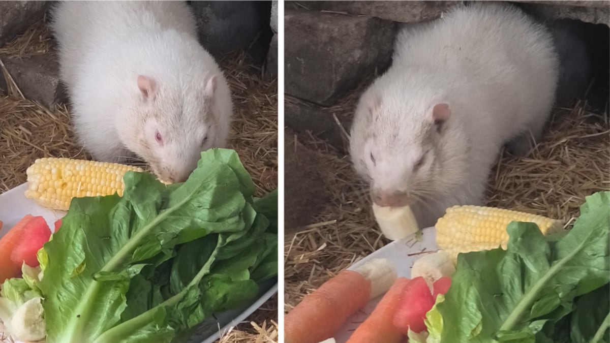 New albino groundhog to take on role of predicting early spring or more winter