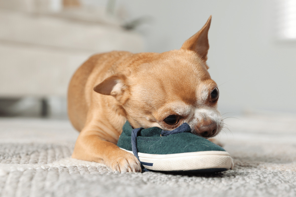 Por que o cachorro rói móveis e objetos? Veja 7 dicas para lidar com o comportamento