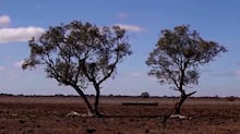 El Niño pode matar 13 mil pessoas no Brasil nos próximos seis meses, afirma estudo