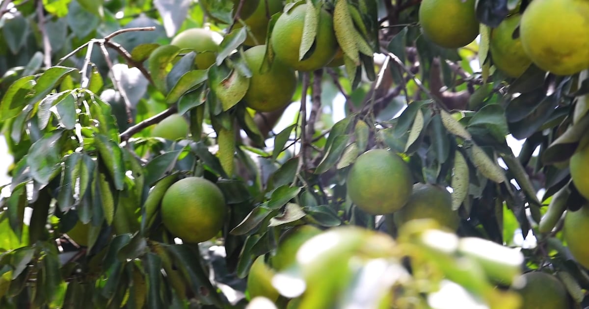 Comunidade aposta no cultivo sustentável da laranja; árvores demoram até dez anos para dar frutos