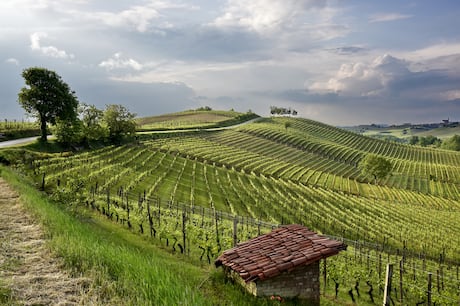 Barbera celebra boa safra, mas acende alerta sobre o futuro do vinho italiano