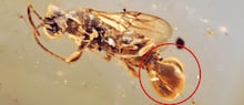 Flor com ‘dois olhos’ que não precisa de luz solar para viver é descoberta na Tailândia