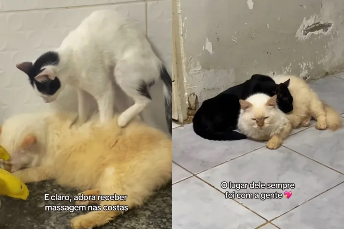 Imagem da matéria: Gato é adotado e devolvido a abrigo após adoecer de saudade dos "irmãos"