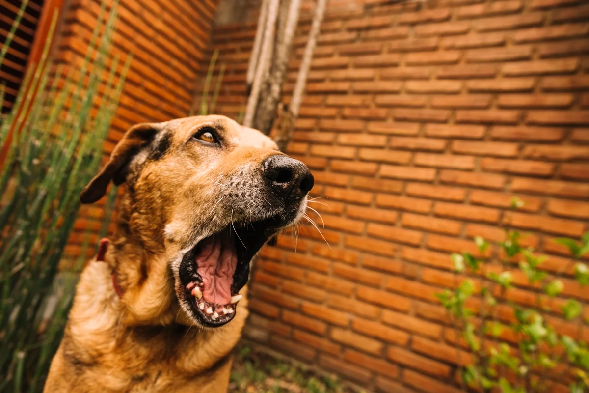 Maus-tratos a cães e gatos na Espanha pode render multa de até R$ 1 milhão