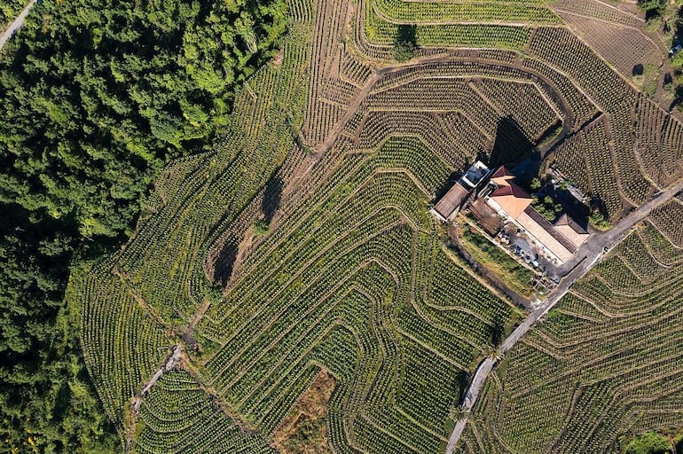Um passeio por Milo, o território da uva Carricante produzida no solo vulcânico do Etna