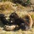 Los perros rescatados del refugio, que aún están bajo resguardo de las autoridades capitalinas, cuentan con atención veterinaria