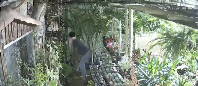 Floricultura é invadida oito vezes em um ano e comerciantes apontam mesmo suspeito em MG
