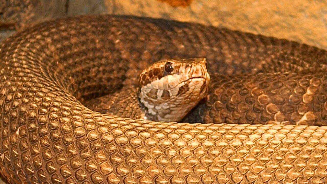 Oklahoma abriga sete cobras venenosas, desde as Cascavéis-da-pradaria e os Cabeças-de-cobre até as Peçonhentas-do-oeste, cada uma com habitats e marcas distintas