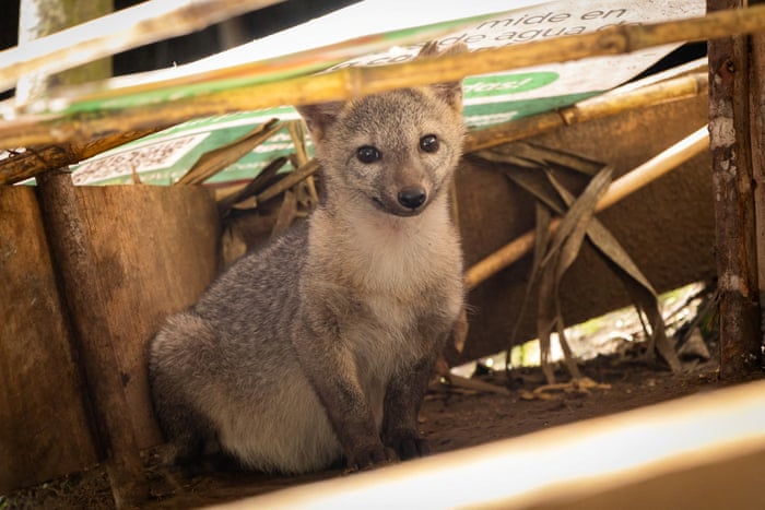 Semana na vida selvagem: um pequeno felino-tigre, ursos no quintal e umaouriça-do-mar rosa fruncida