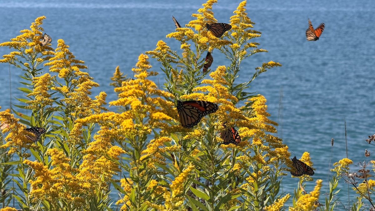 Are there more monarch butterflies in Toronto this year? Experts say yes but there’s a catch