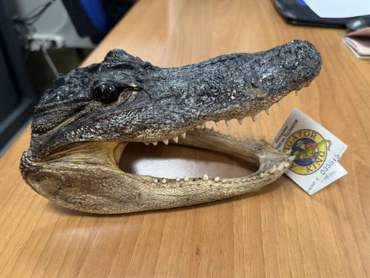 Polícia italiana apreende cabeça de crocodilo em bagagem de passageiro