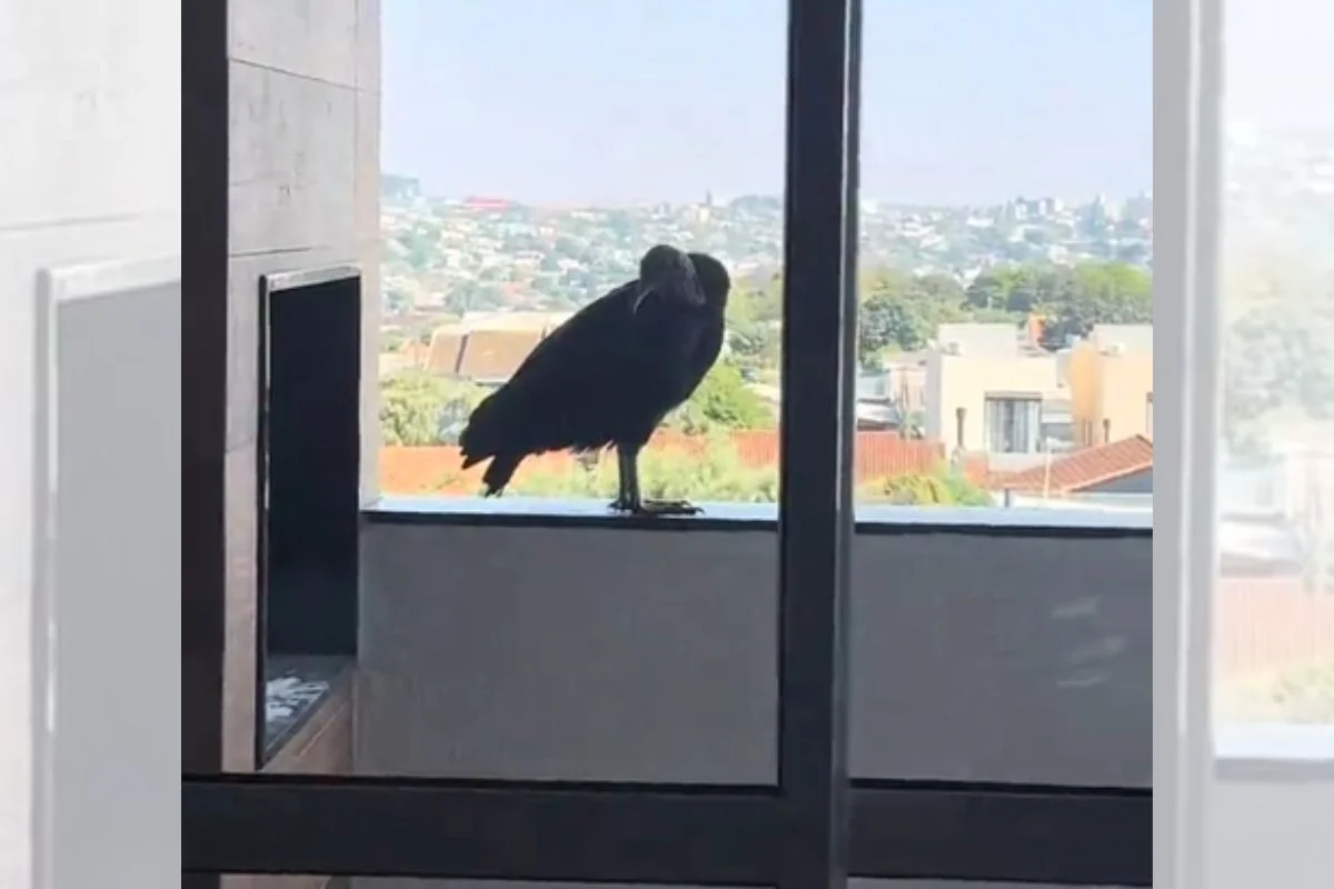 Imagem da matéria: Mulher acha urubu com ovo em churrasqueira e é proibida de mexer no ninho