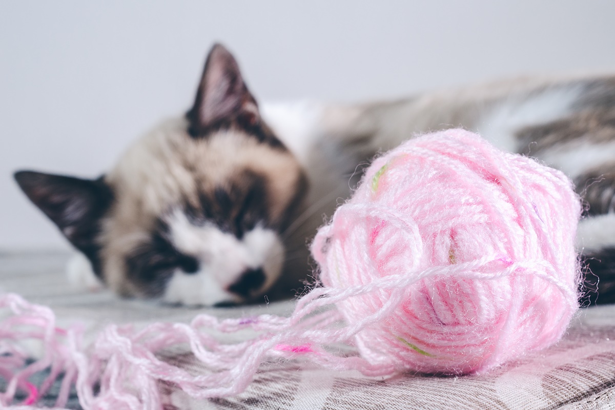 Escovação dos gatos reduz bolas de pelo e previne até problemas de saúde