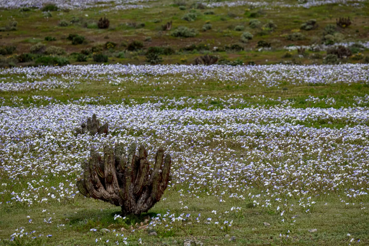 Deserto ganha tapete de flores após chuvas intensas causadas pelo El Niño