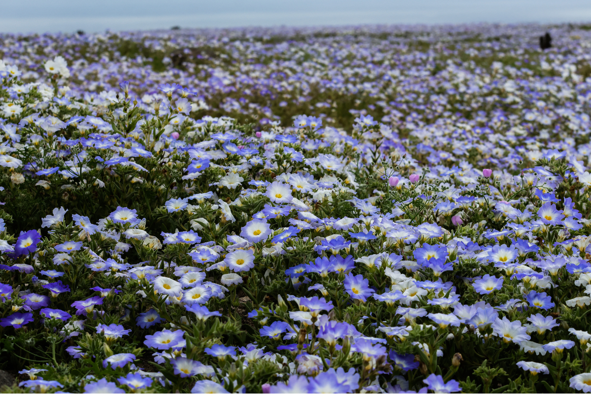 Deserto ganha "tapete de flores" após chuvas intensas causadas pelo El Niño