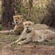 Project Cheetah turns four: 52 thriving, 32 of them born in India