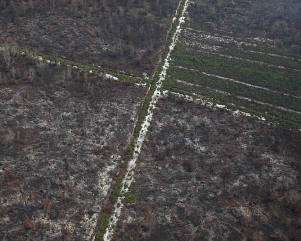 Incêndios florestais na Indonésia ameaçam o principal local de pesquisa de orangotãs no Bornéu
