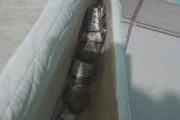 As drogas ficavam escondidas no imóvel