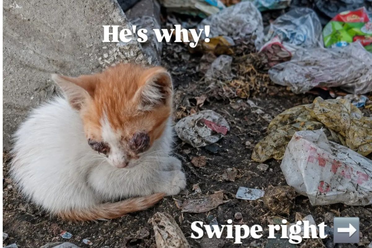 Conheça Simba, gato sem olhos rejeitado por ser considerado "feio demais"