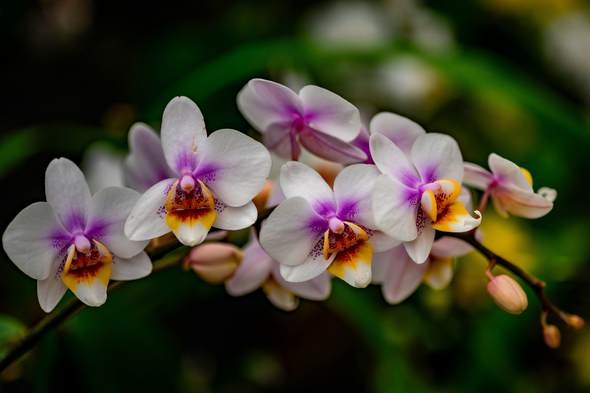 Idoso impressiona moradores ao cultivar orquídeas em árvores de rodovia