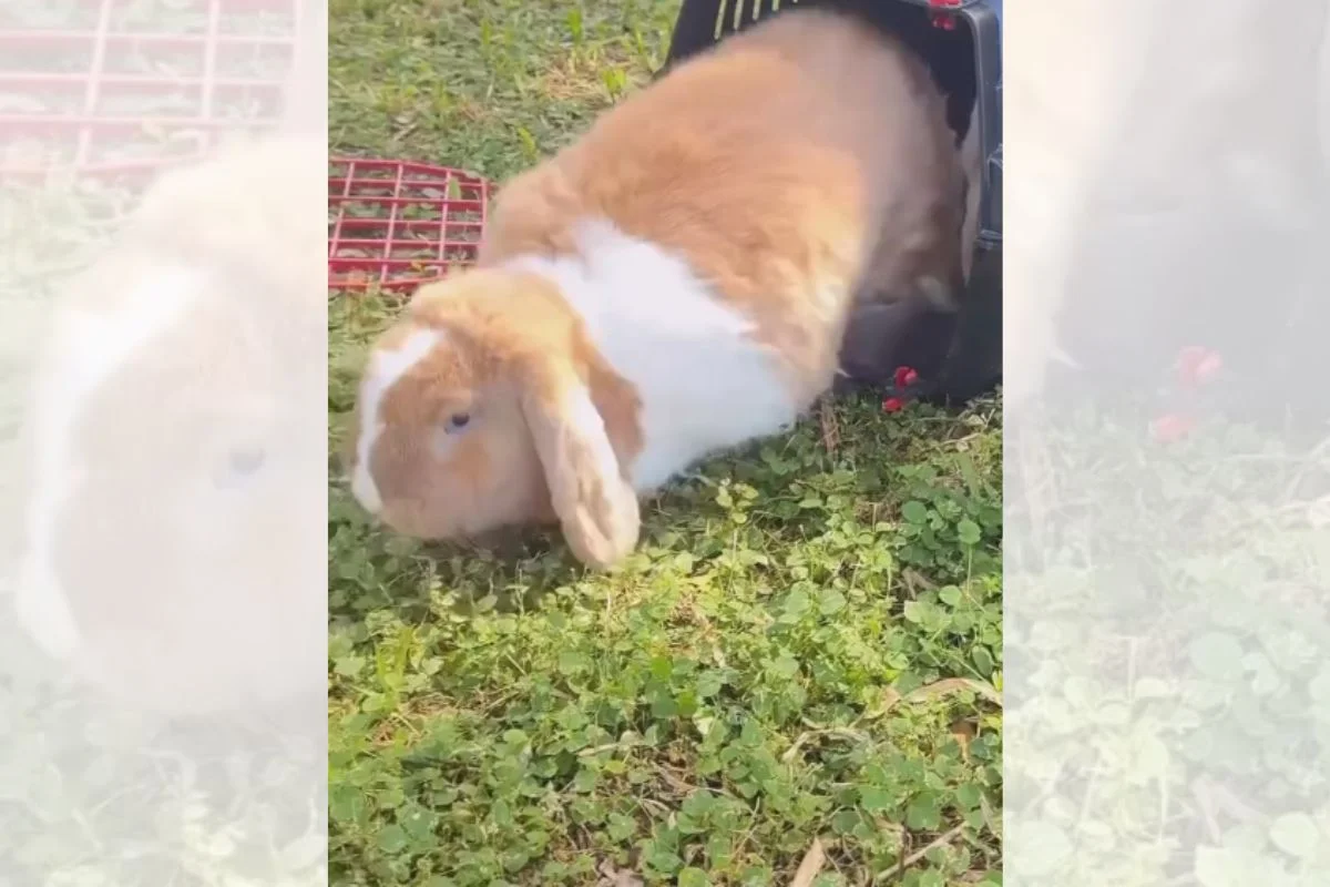 Coelhos dão pulos de alegria ao pisar na grama pela primeira vez