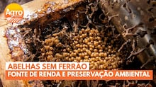 Juíza sacrifica a vida para salvar filho de 3 anos de ataque de enxame de abelhas gigantes