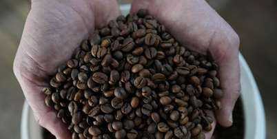 O cafeicultor Lucas Venturim segura gr&atilde;os de caf&eacute; robusta na loja de sua fazenda em S&atilde;o Domingos do Norte, no estado do Esp&iacute;rito Santo, Brasil, em 23 de setembro de 2025. REUTERS/Alexandre Meneghini Foto: Reuters