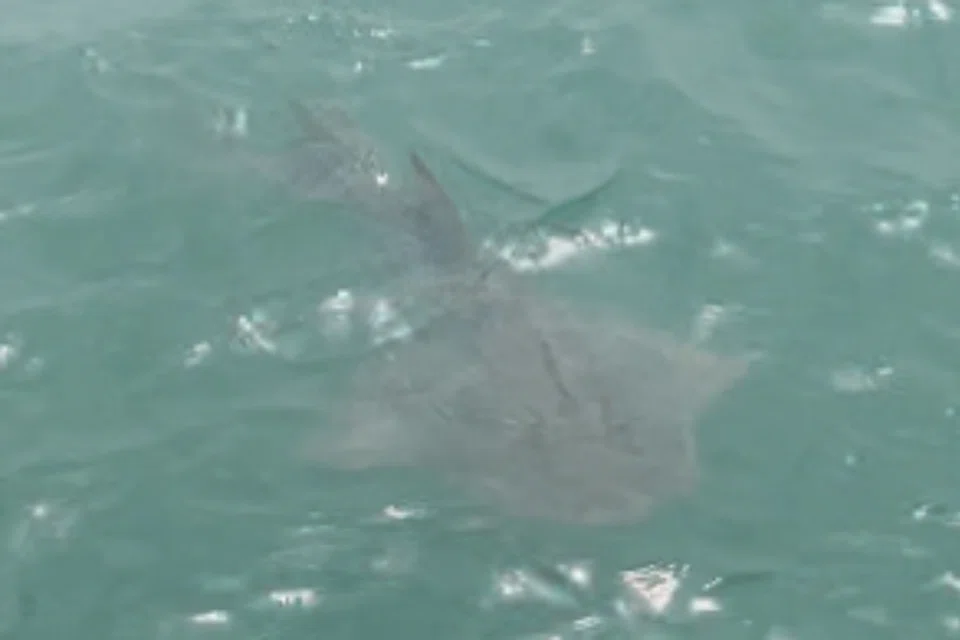 Rare bowmouth guitarfish recorded in Singapore waters after 30-year absence