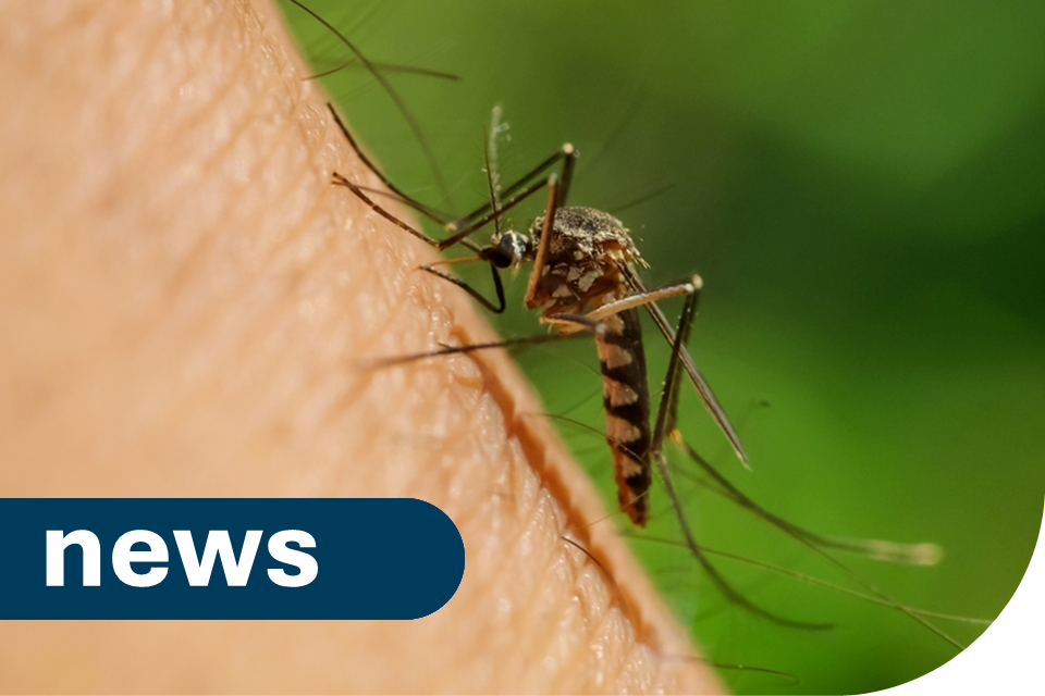 Imagem relacionada à notícia: Espécies de mosquitos invasivas detectadas no leste de Londres
