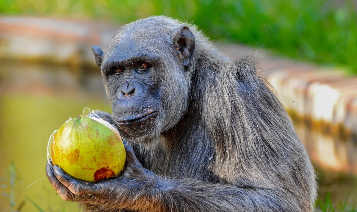Serafim morre no zoo de BH
