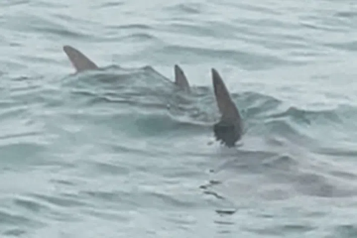 Rare bowmouth guitarfish recorded in Singapore waters after 30-year absence