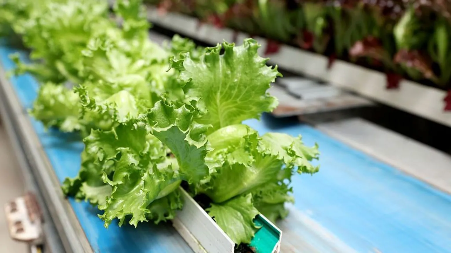 The Boston Globe via Getty Images A row of green lettuces sits on a shelf