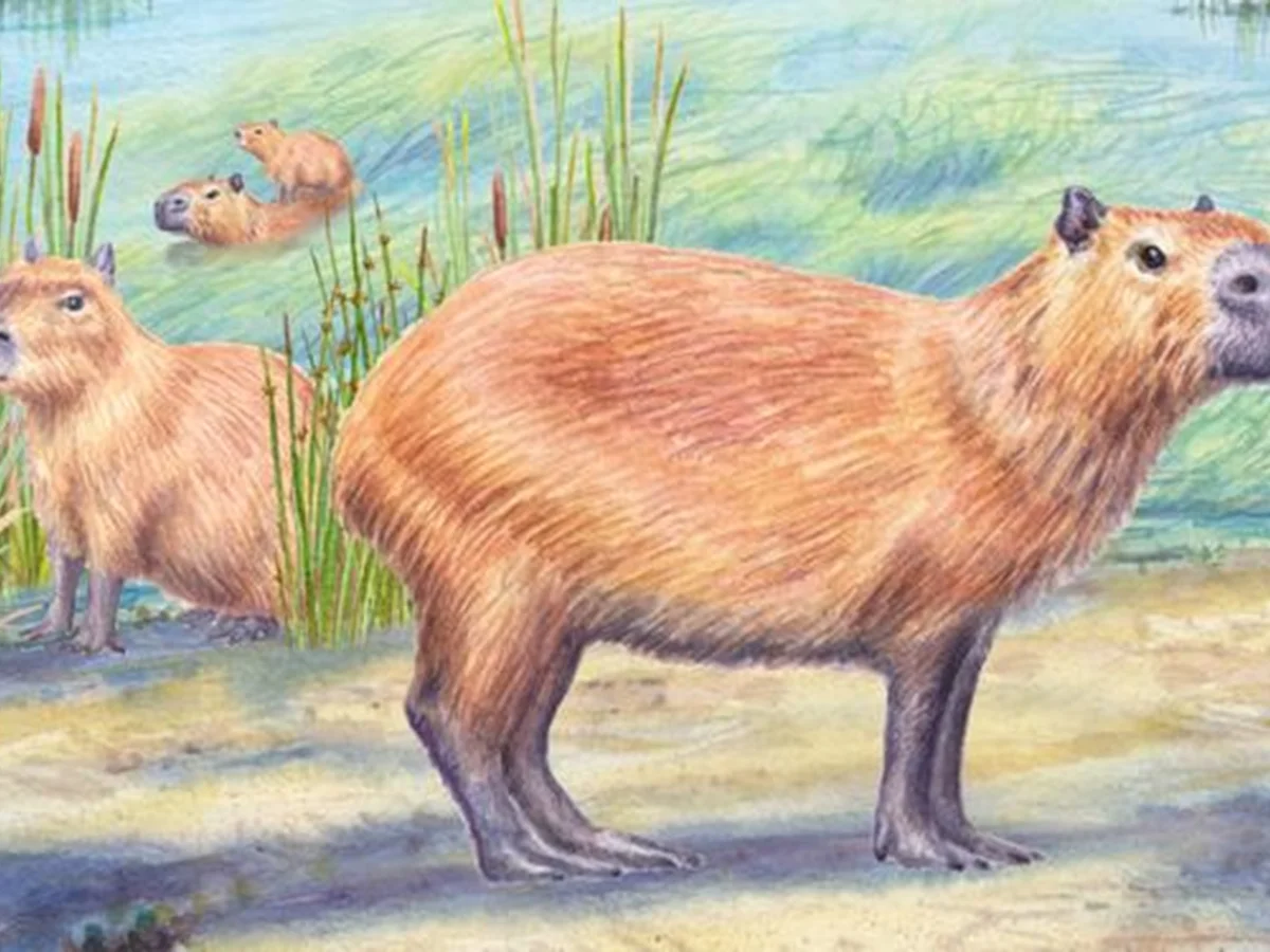 Fóssil de capivara desafia ideia de que Atacama sempre foi um deserto seco