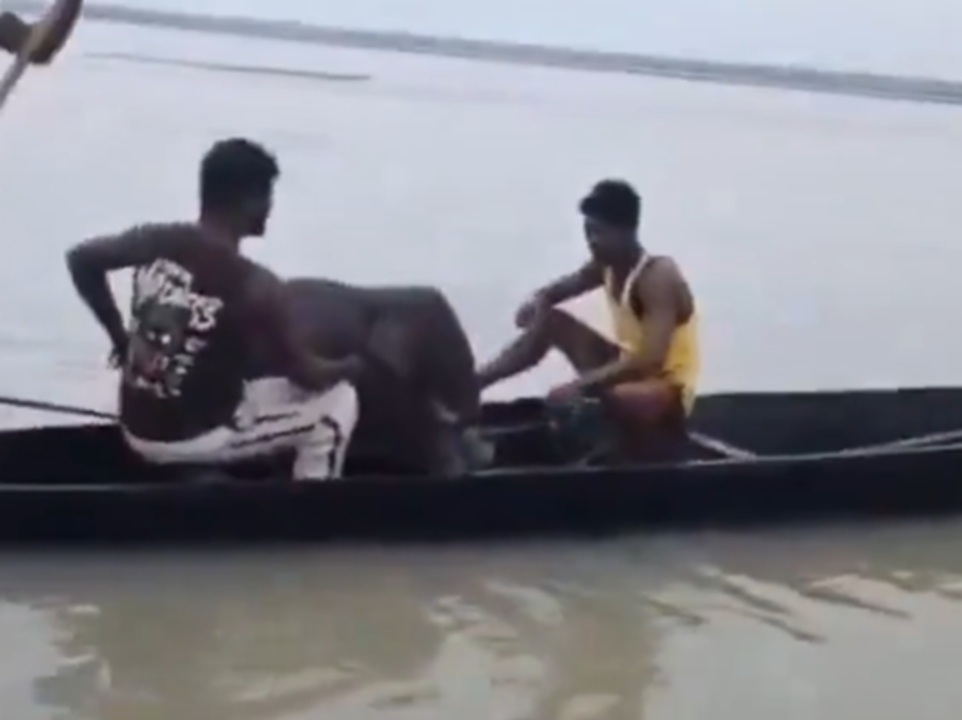 Filhote de elefante se reencontra com a mãe após ser salvo por pescadores em rio; veja vídeo