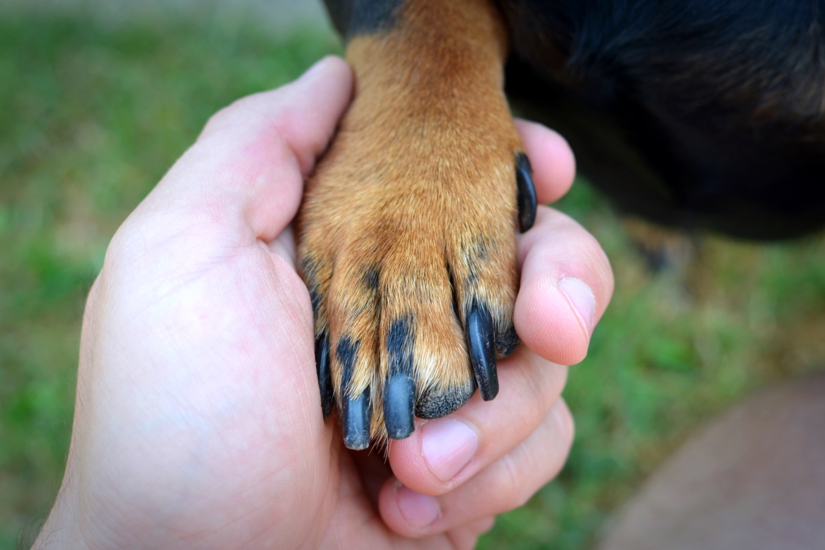 Não é só estética: cortar unha dos pets evita doenças graves e machucados