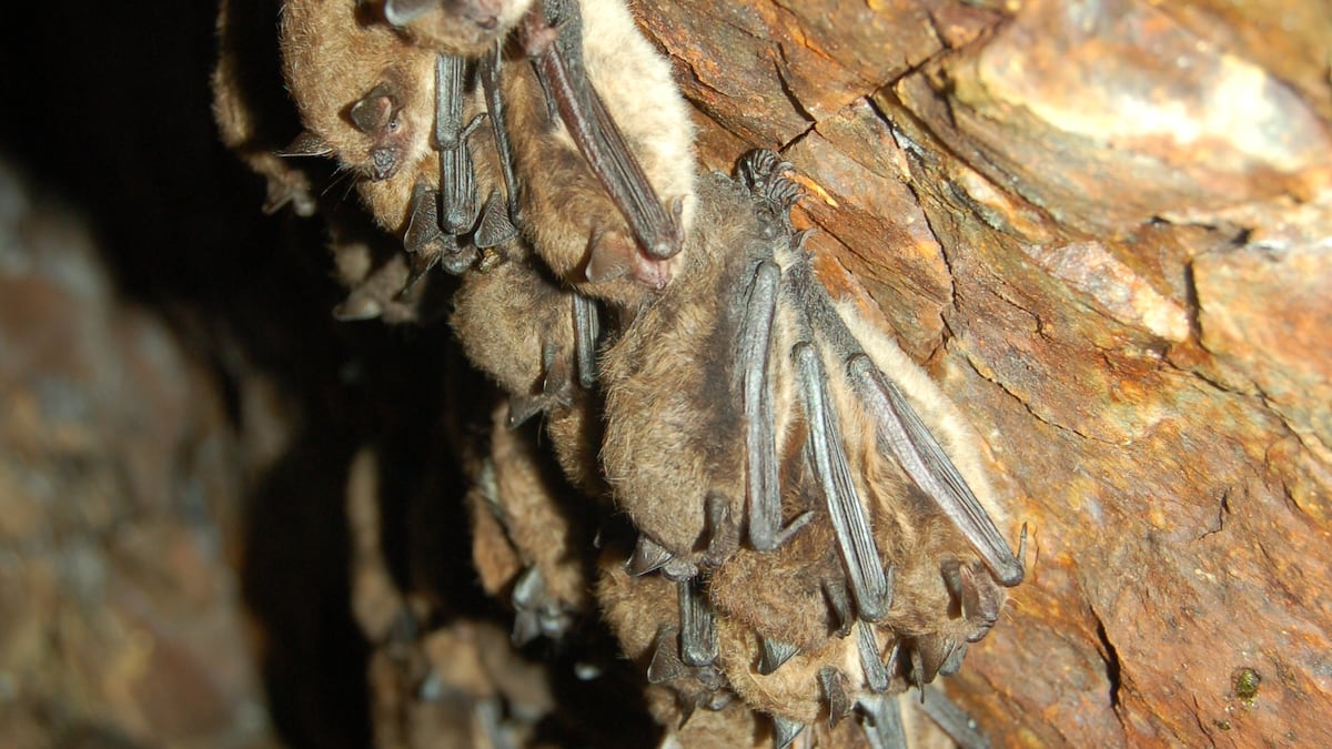 After disease ripped through bat populations, people are starting to see them again. Here’s why.